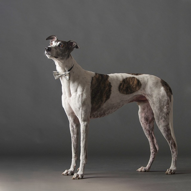 Online greyhound betting Australia