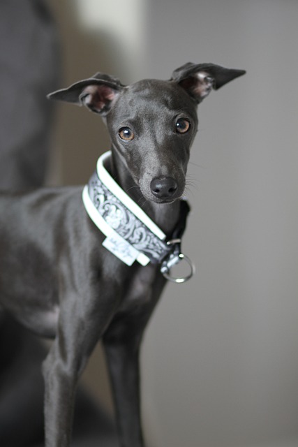 Online greyhound betting Australia