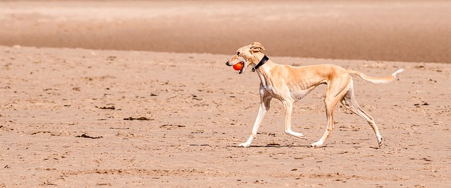 Online greyhound betting Australia