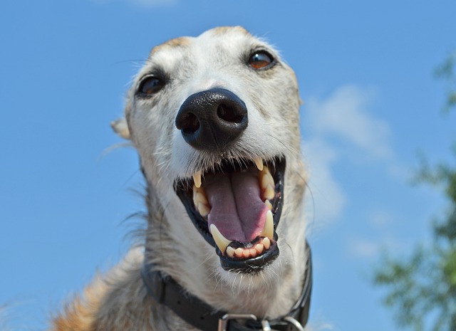Online greyhound betting Australia