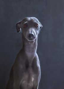 online-greyhound-betting-australia-640x480-69746423.jpeg