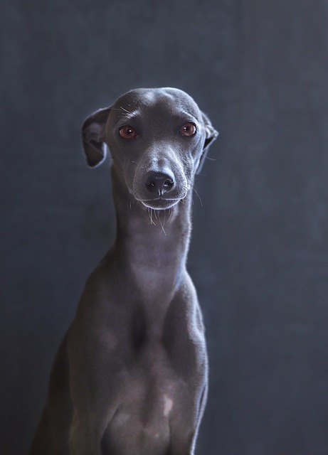 online-greyhound-betting-australia-640x480-69746423.jpeg