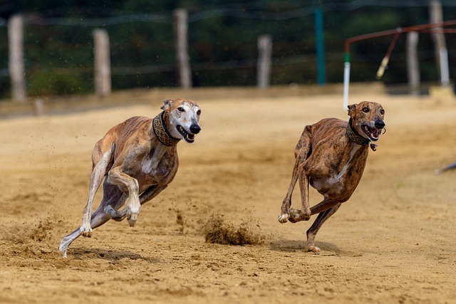 Online greyhound betting Australia