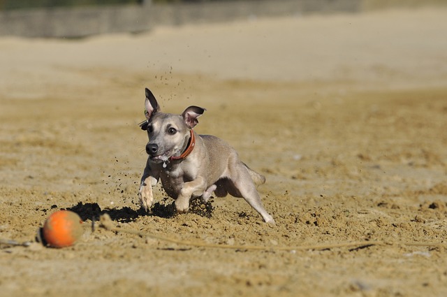 Online greyhound betting Australia