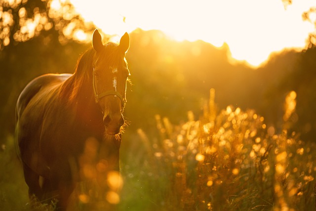 Online horse racing betting Australia