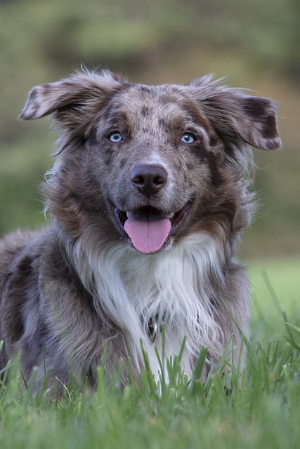 Popular Australian sports events for betting