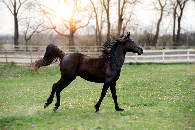 Trusted horse racing betting sites Australia