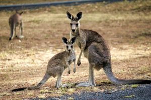 best-aussie-betting-apps-640x480-40493157.jpeg