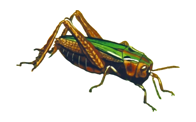 Best cricket betting sites Australia
