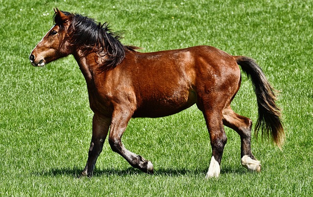 Best odds for horse racing betting Australia