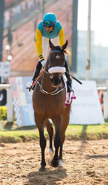high-payout-horse-racing-betting-austral-640x480-96186870.jpeg