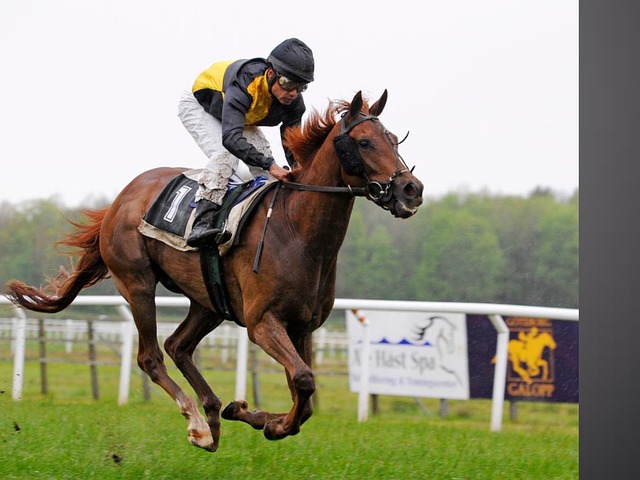 Horse racing tips for Australian punters