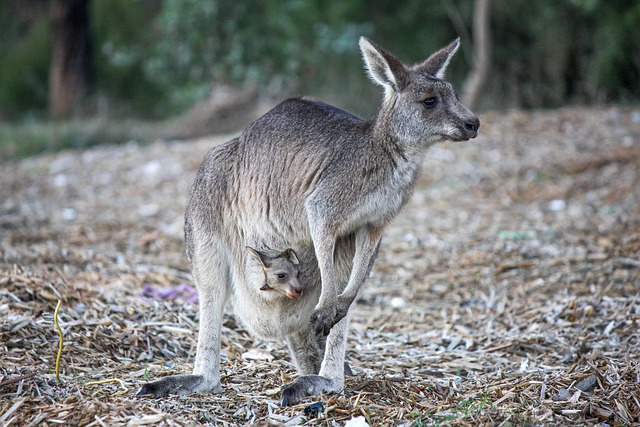 Jackpot pokies Australia
