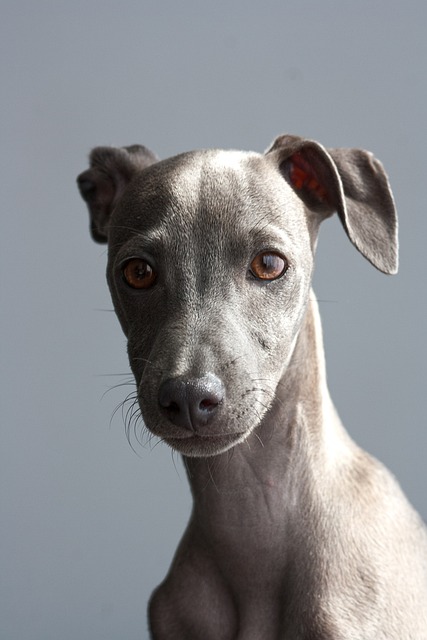Online greyhound betting Australia