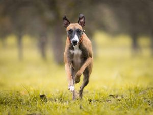 online-greyhound-betting-australia-640x480-57328392.jpeg