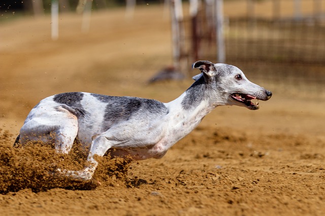 Online greyhound betting Australia