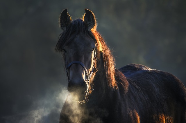 Online horse racing betting Australia