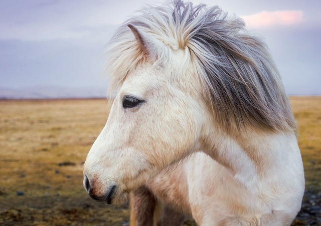 Online horse racing betting Australia