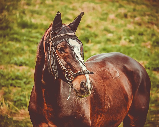 Trusted horse racing betting sites Australia