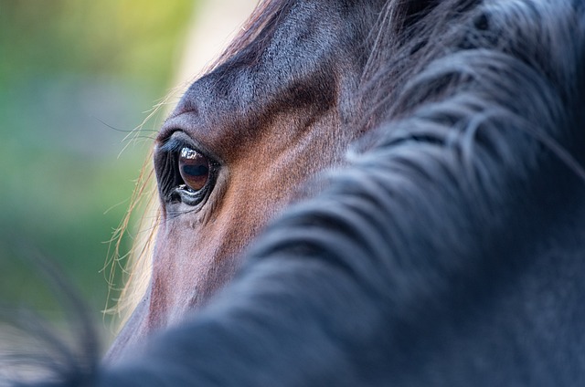 trusted-horse-racing-betting-sites-austr-640x480-3623166.jpeg