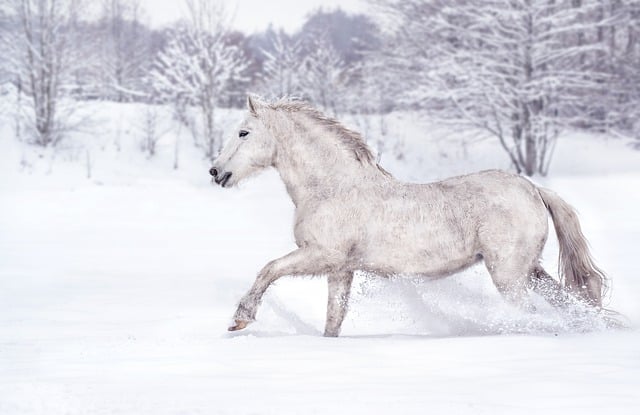 Trusted horse racing betting sites Australia