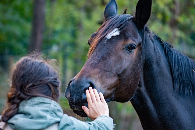 trusted-horse-racing-betting-sites-austr-640x480-90071635.jpeg