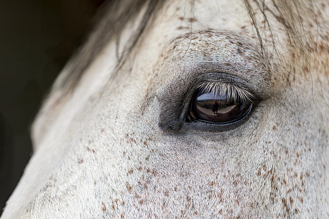 Trusted horse racing betting sites Australia
