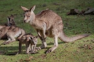vip-bonuses-for-australians-640x480-34786449.jpeg