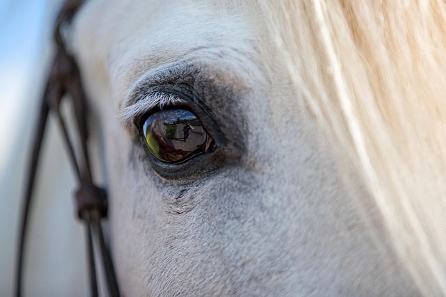 High payout horse racing betting Australia