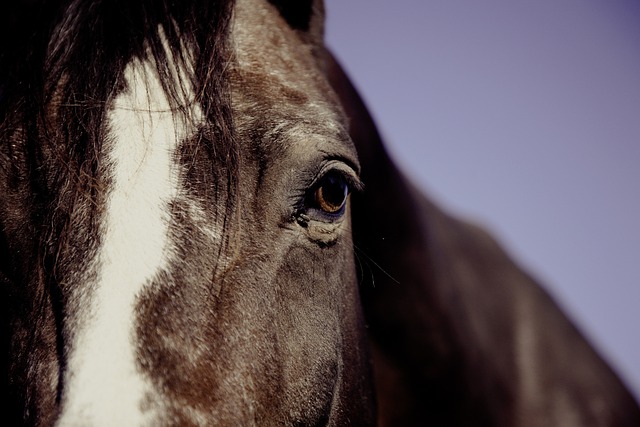 Horse racing tips for Australian punters