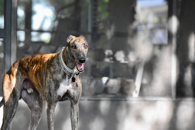 Online greyhound betting Australia
