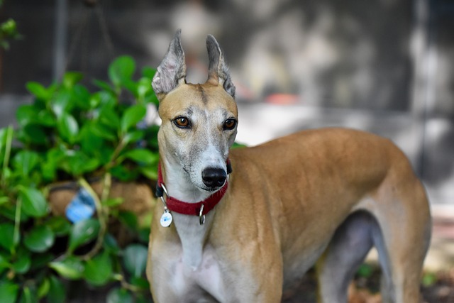 Online greyhound betting Australia