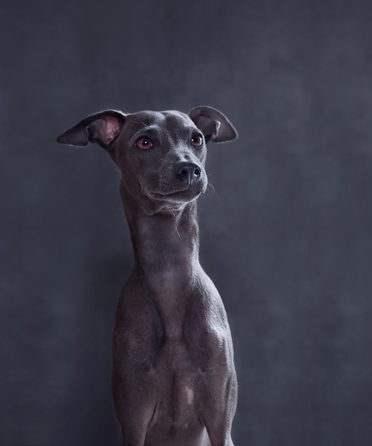 Online greyhound betting Australia