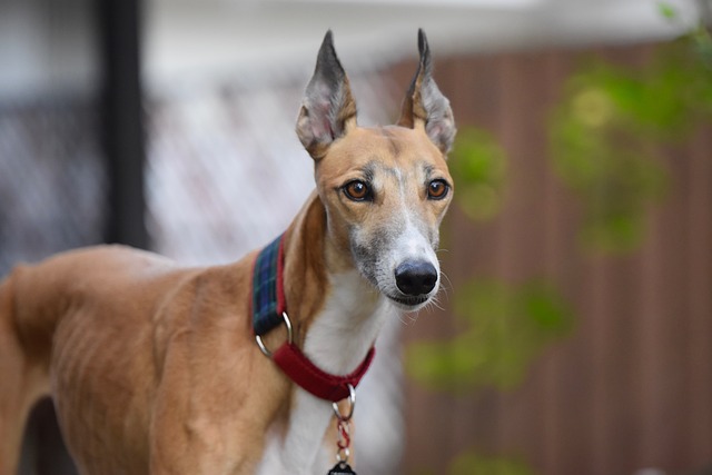 online-greyhound-betting-australia-640x480-852517.jpeg