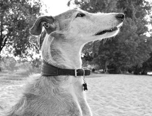 online-greyhound-betting-australia-640x480-91688936.jpeg
