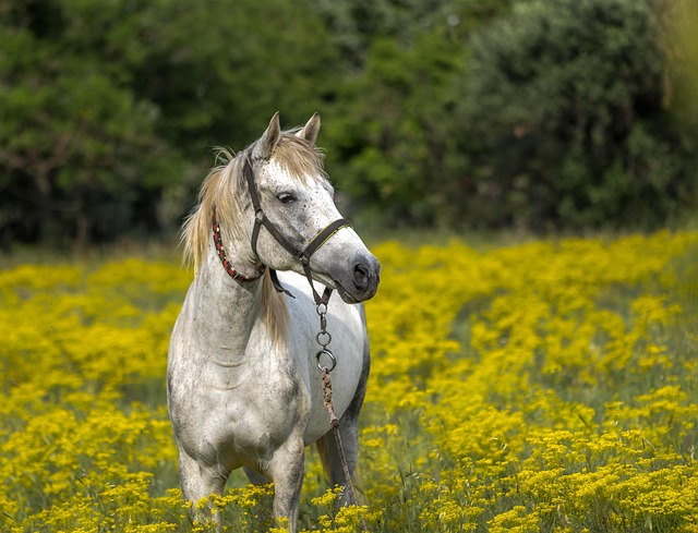 Online horse racing betting Australia