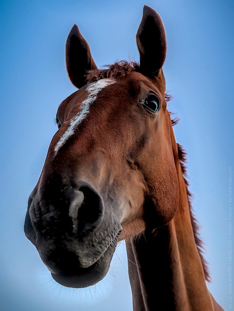 Online horse racing betting Australia