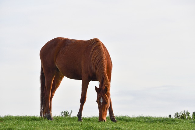 Online horse racing betting Australia