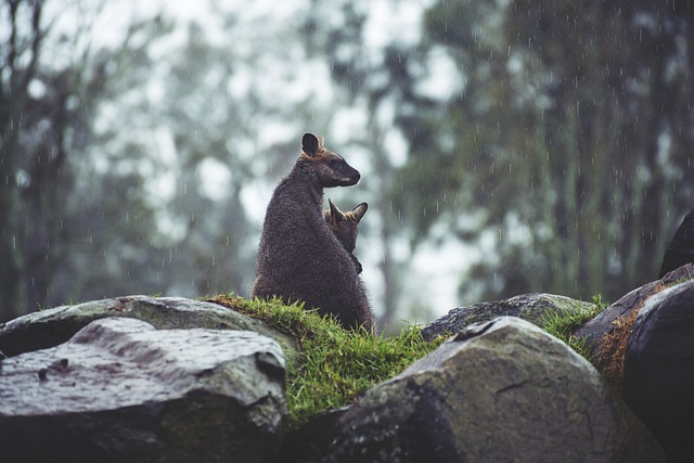 Sports betting promotions Australia