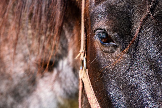 Trusted horse racing betting sites Australia