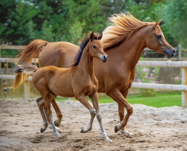 Trusted horse racing betting sites Australia
