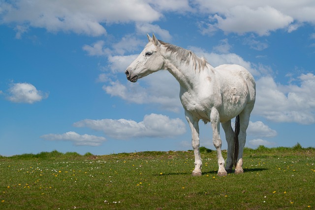 Trusted horse racing betting sites Australia