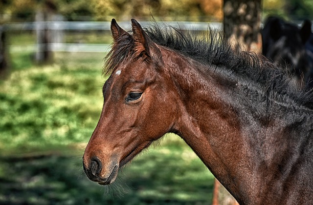 Trusted horse racing betting sites Australia