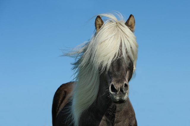 trusted-horse-racing-betting-sites-austr-640x480-42042808.jpeg