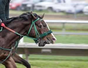 trusted-horse-racing-betting-sites-austr-640x480-56402751.jpeg