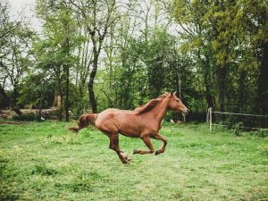 trusted-horse-racing-betting-sites-austr-640x480-96371804.jpeg