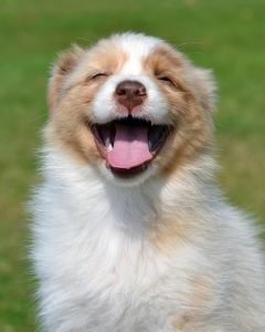 australian-lottery-betting-sites-640x480-14256958.jpeg