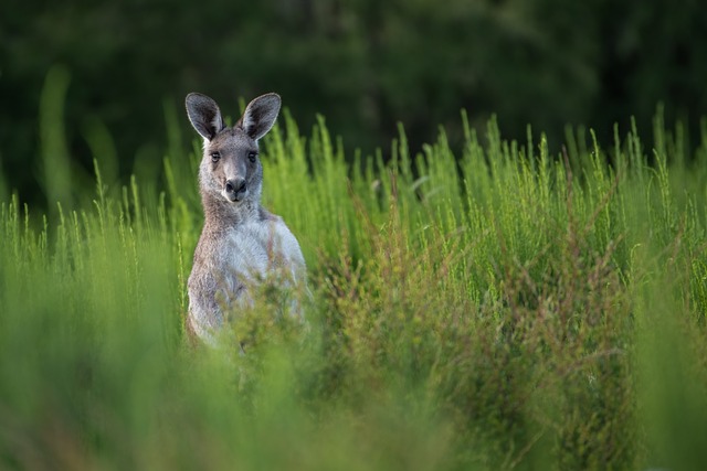 Australian lottery betting sites