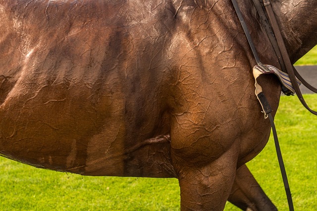 Best odds for horse racing betting Australia