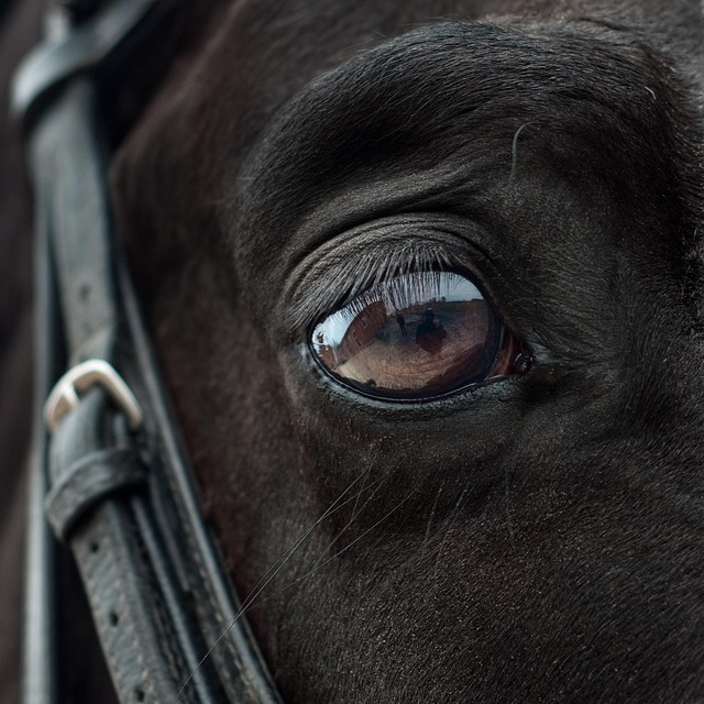 Best odds for horse racing betting Australia